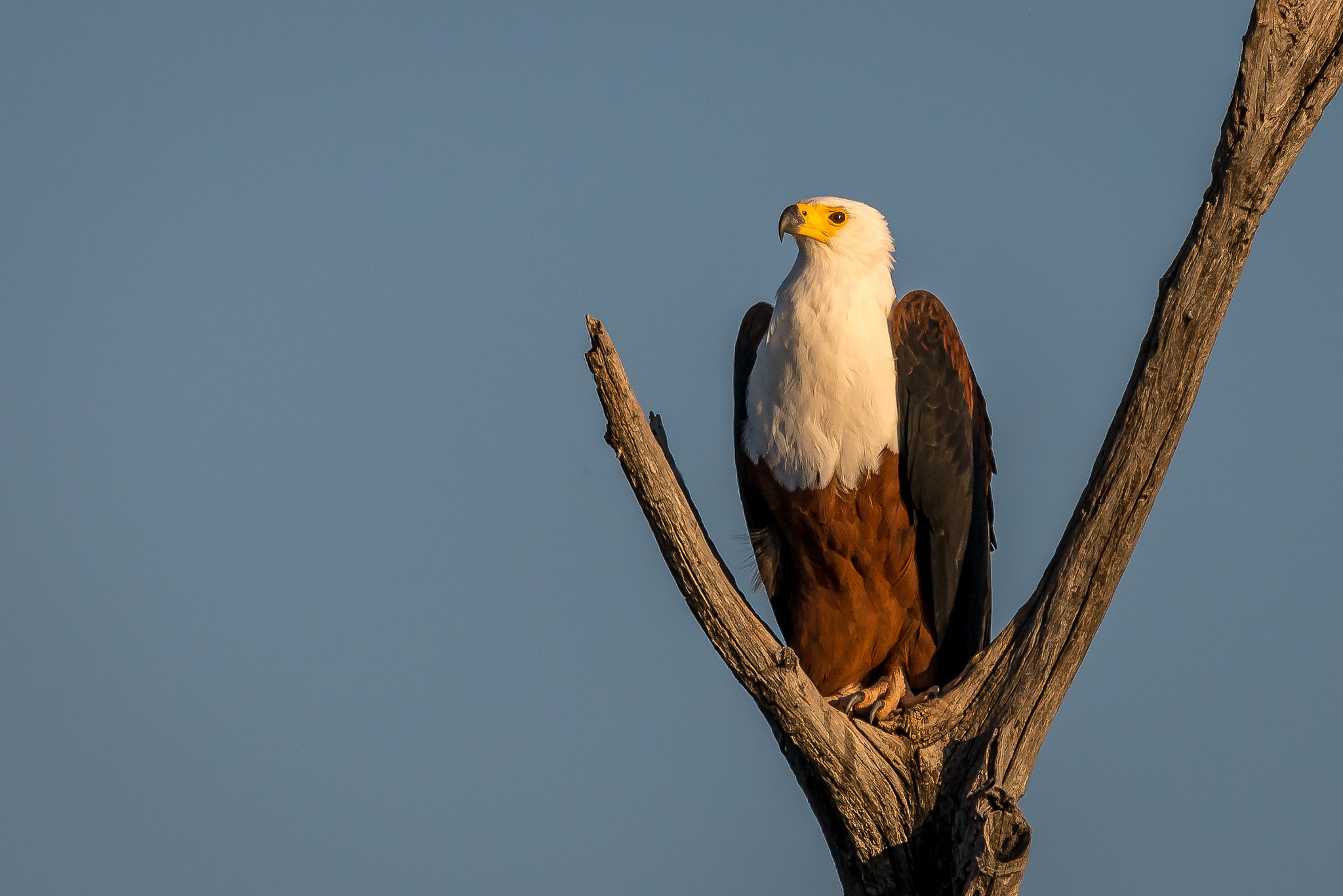 Sigma 150-600mm F5-6.3 DG OS HSM | S sample photo. African fish eagle photography