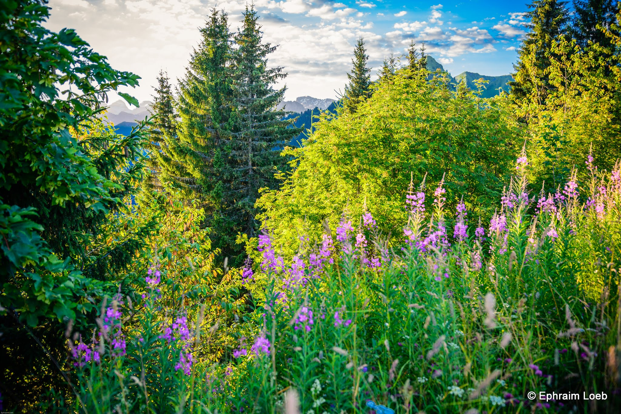 Nikon D600 + Sigma 24-105mm F4 DG OS HSM Art sample photo. Ephraim loeb photography