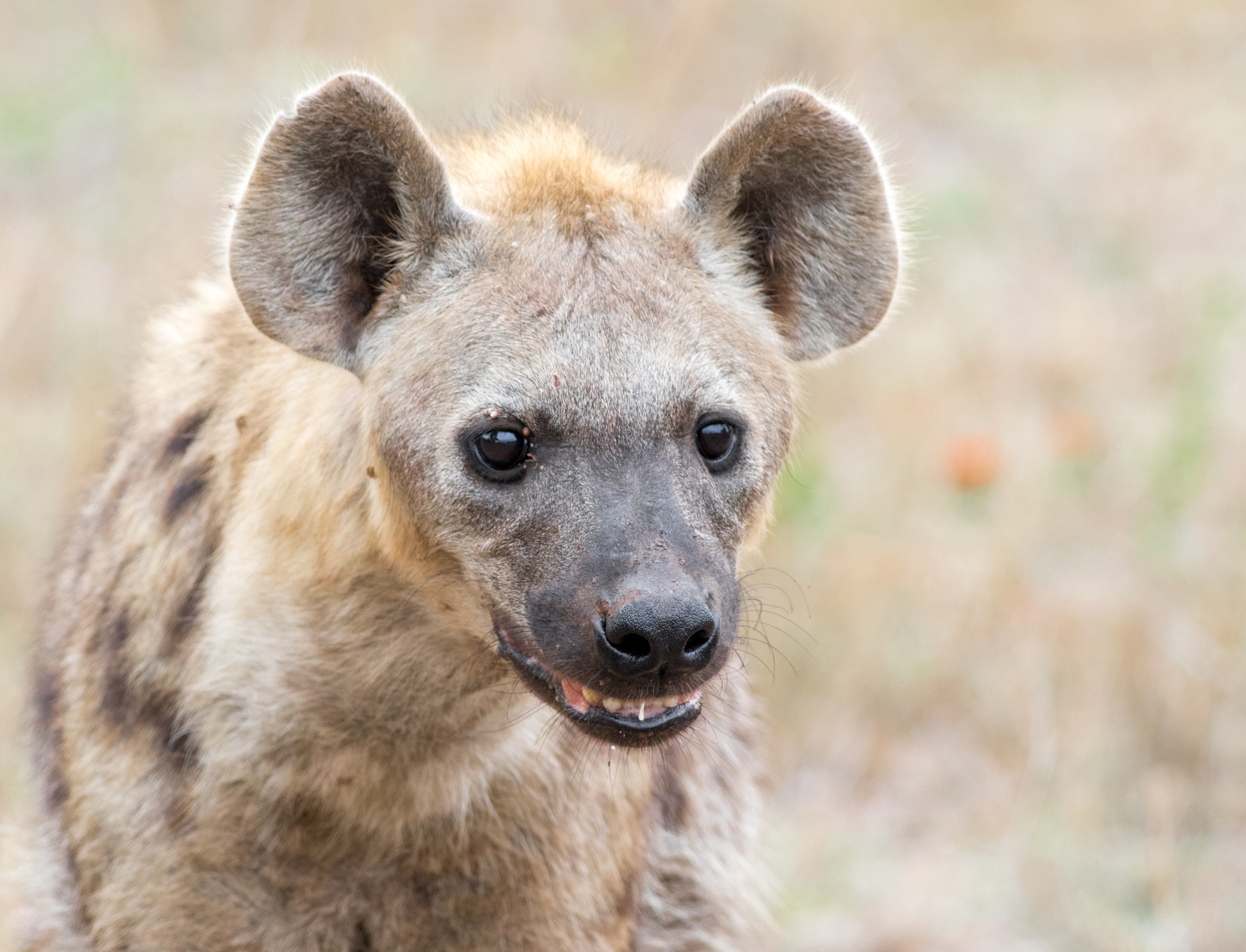 Canon EOS 760D (EOS Rebel T6s / EOS 8000D) + Canon EF 400mm F5.6L USM sample photo. Curious young hyena photography