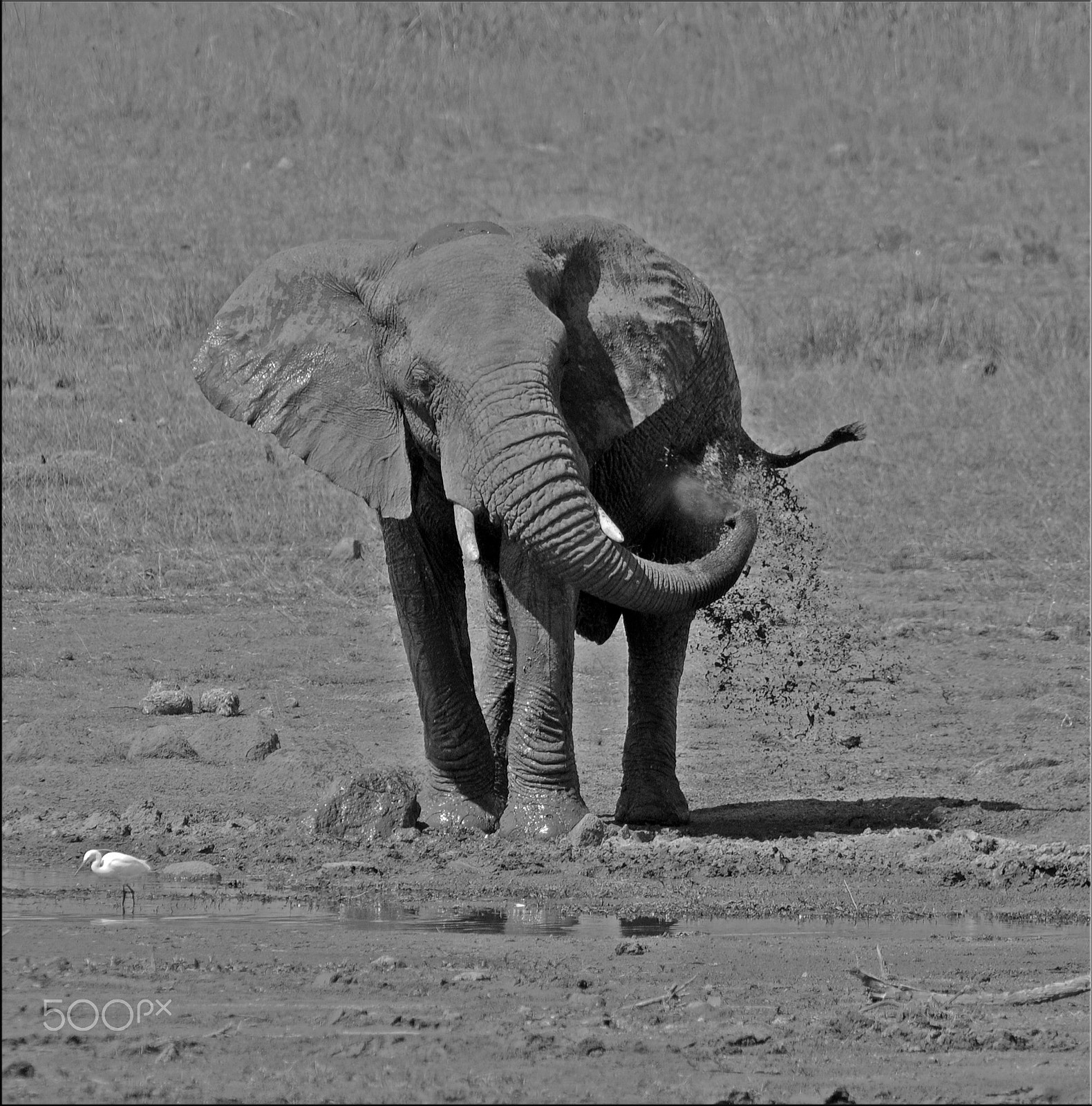 Nikon AF-S Nikkor 400mm F2.8G ED VR II sample photo. Mud glorious mud photography