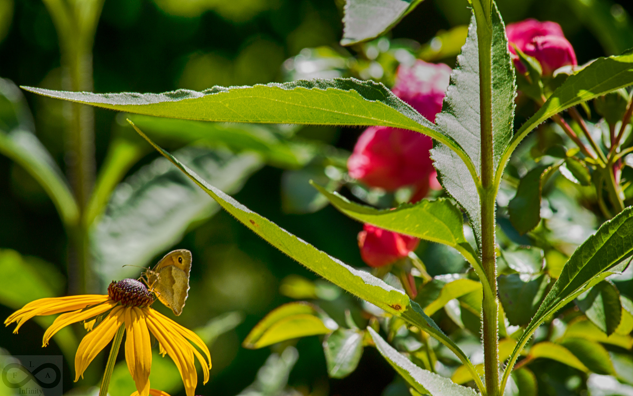 Canon EF 70-300mm F4-5.6 IS USM sample photo. Une fleur ! la vie !! photography
