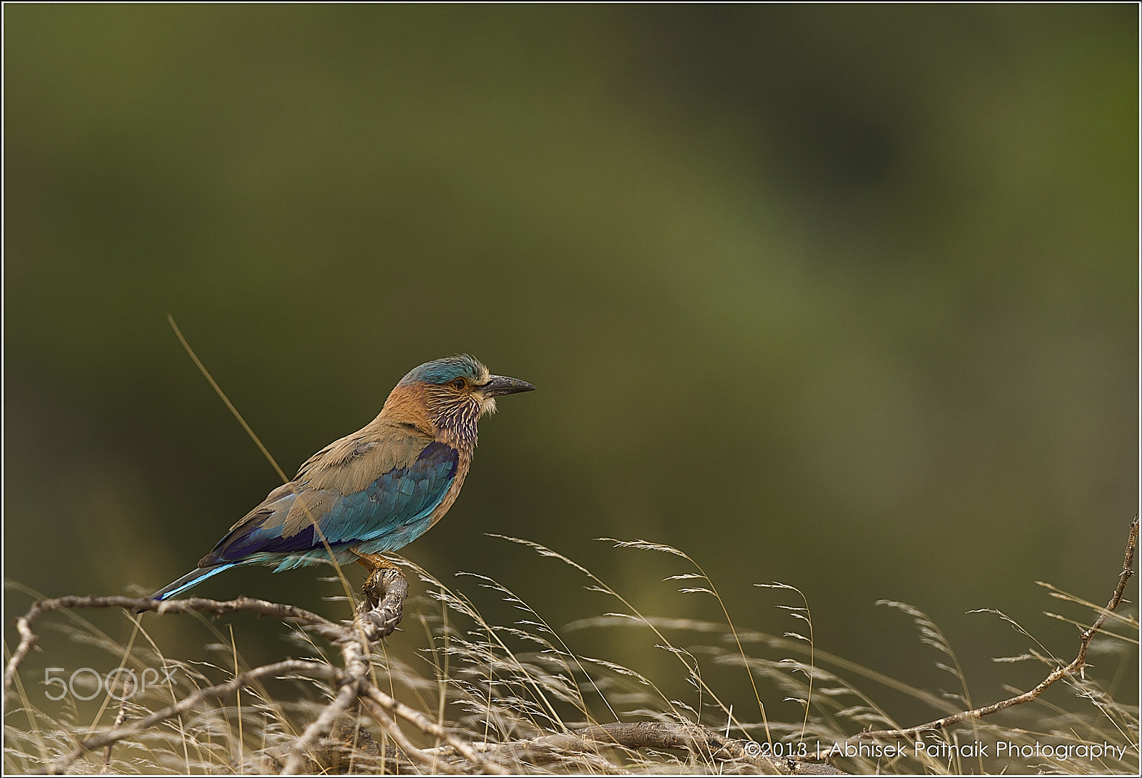 Canon EOS 7D + Canon EF 500mm F4L IS II USM sample photo. Indian roller photography