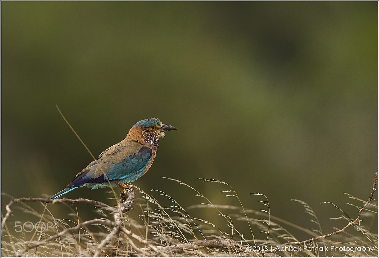 Canon EF 500mm F4L IS II USM sample photo. Indian roller photography