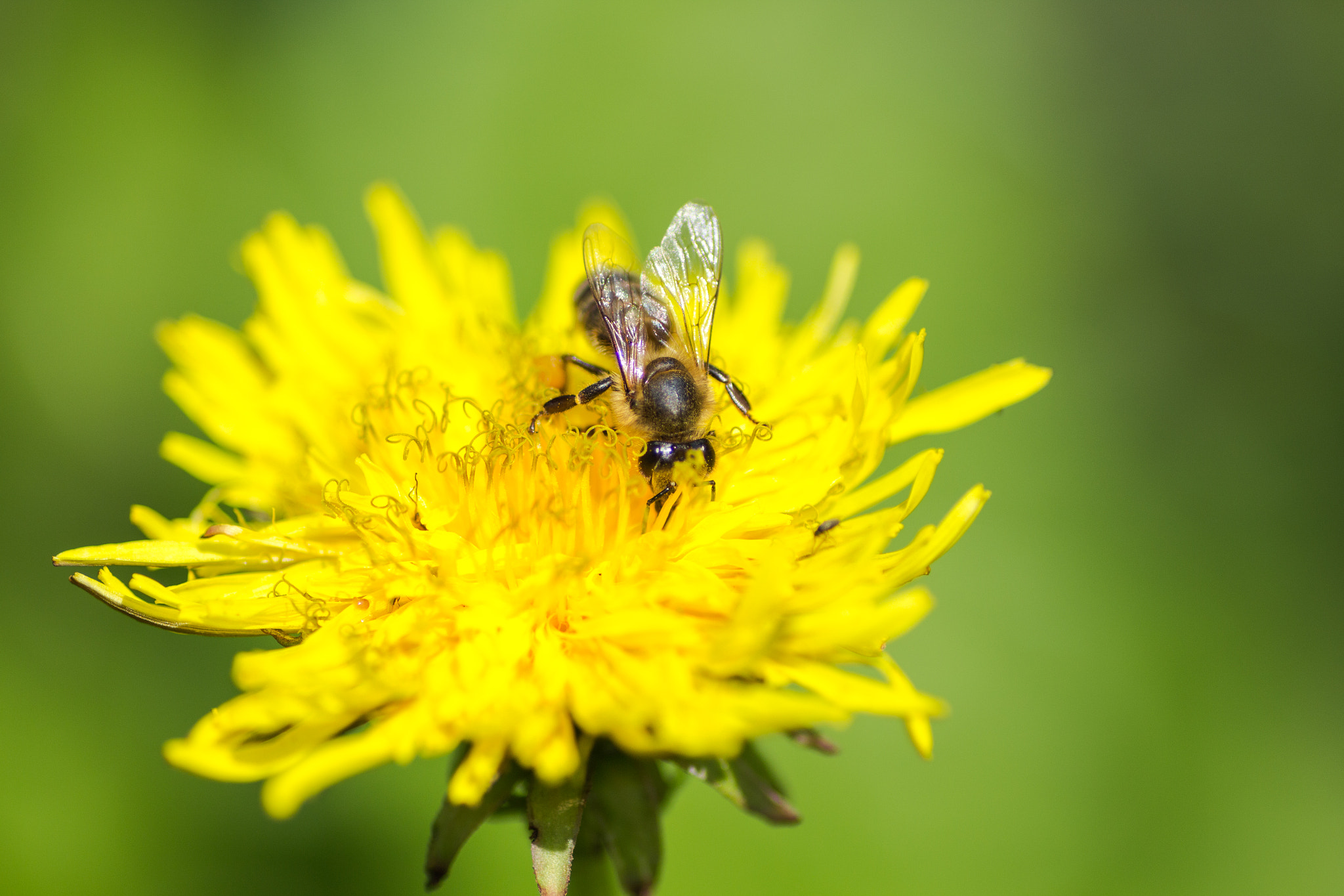 Canon EOS 700D (EOS Rebel T5i / EOS Kiss X7i) + Tamron SP AF 90mm F2.8 Di Macro sample photo. Bee photography