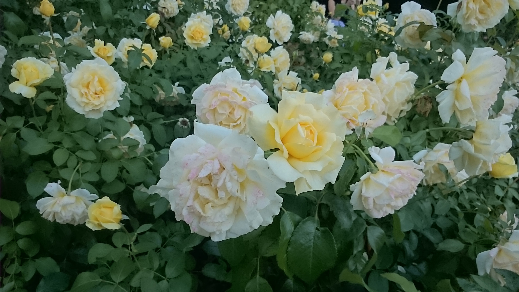 Sony Xperia Z Ultra sample photo