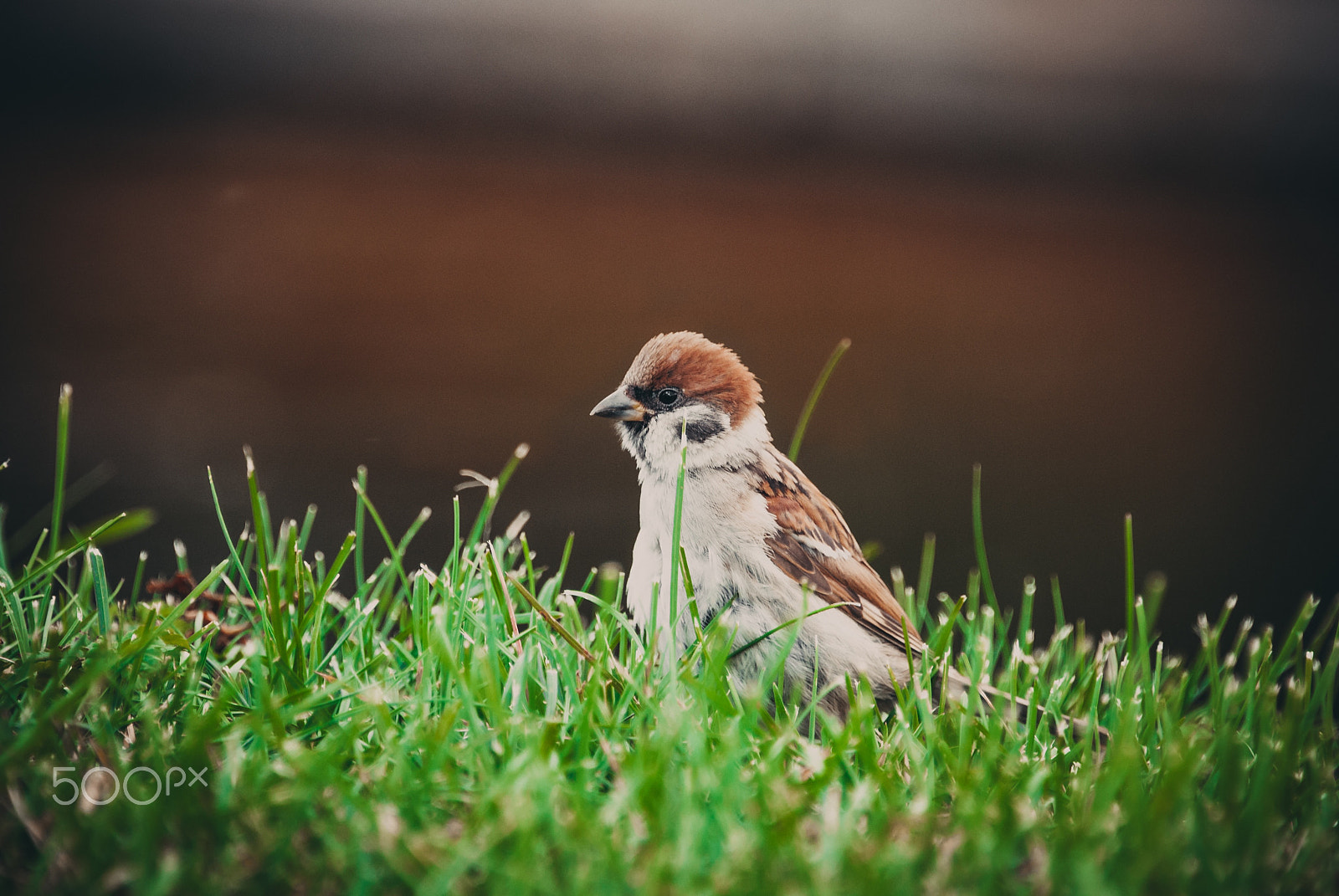 Nikon D3000 sample photo. Sparrow in a grass photography