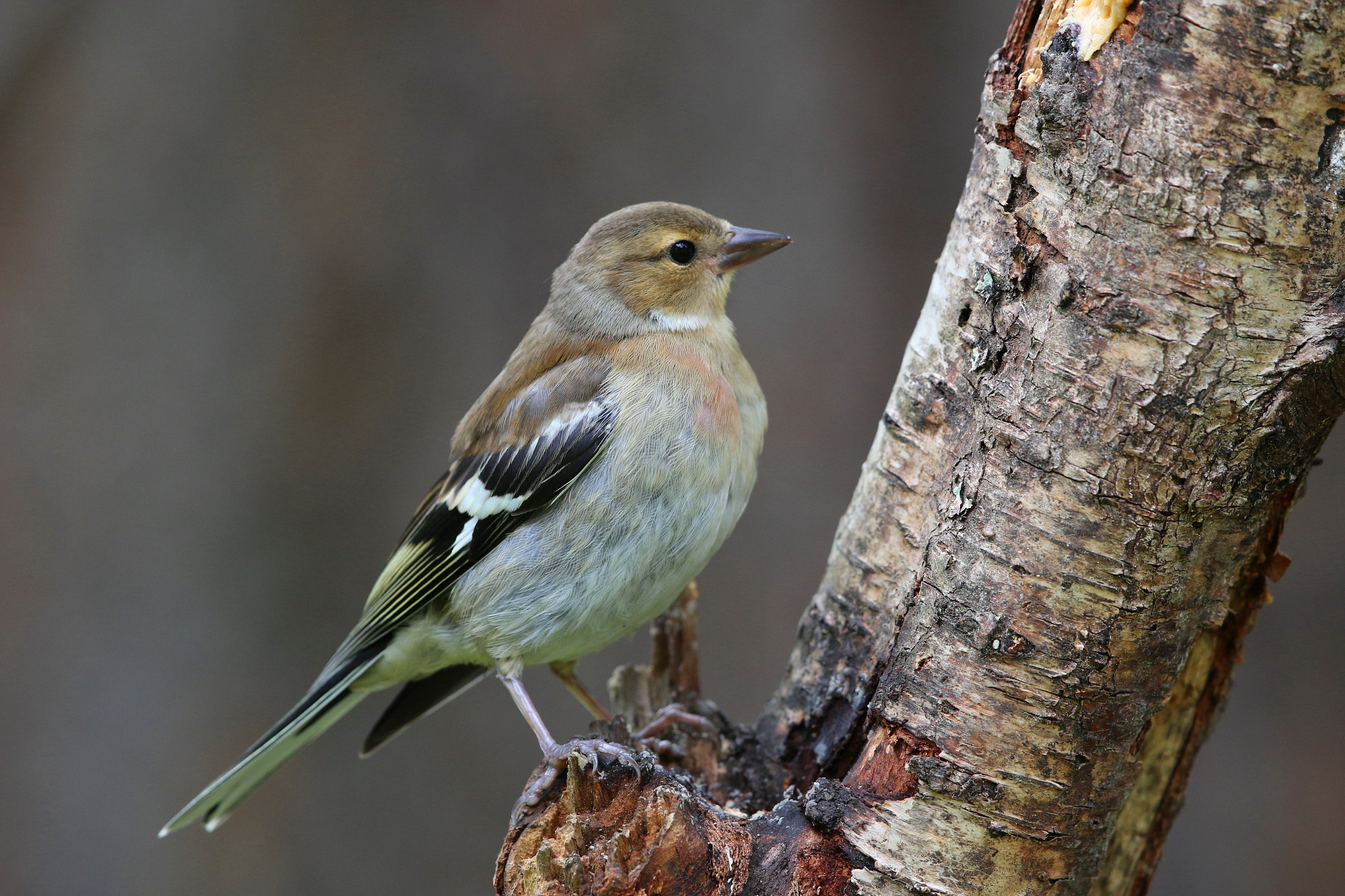 Canon EF 500mm F4L IS II USM sample photo. Female chaffinch photography