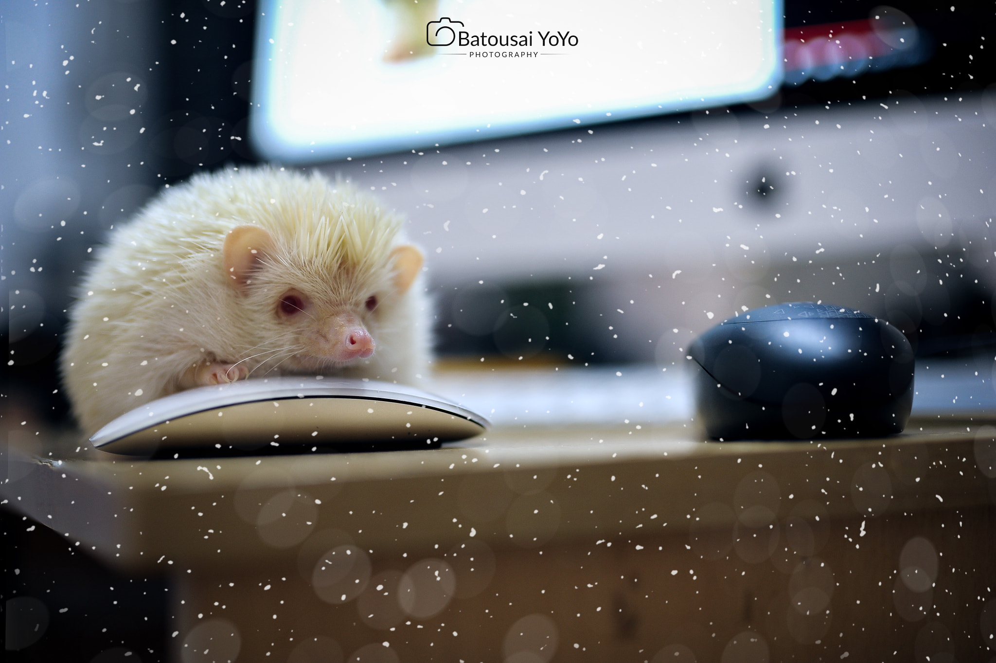 Nikon D700 + Sigma 50mm F1.4 DG HSM Art sample photo. My pet photography