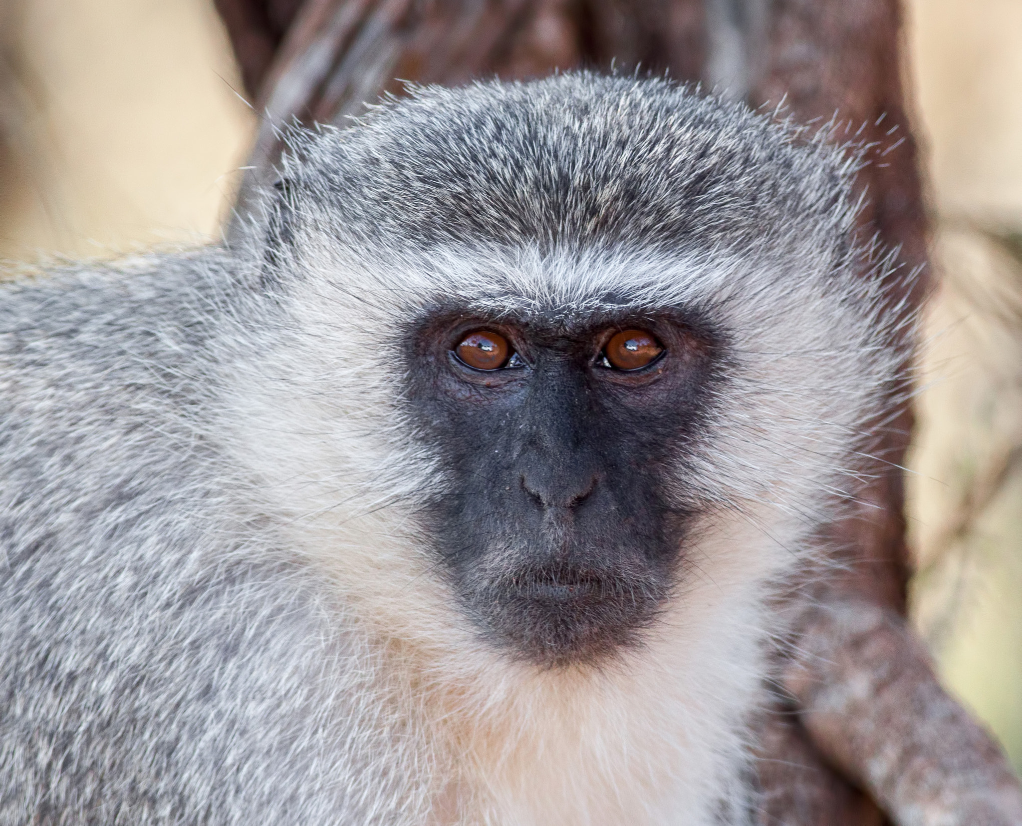 Canon EOS 50D + Canon EF 400mm F5.6L USM sample photo. Staring eyes photography