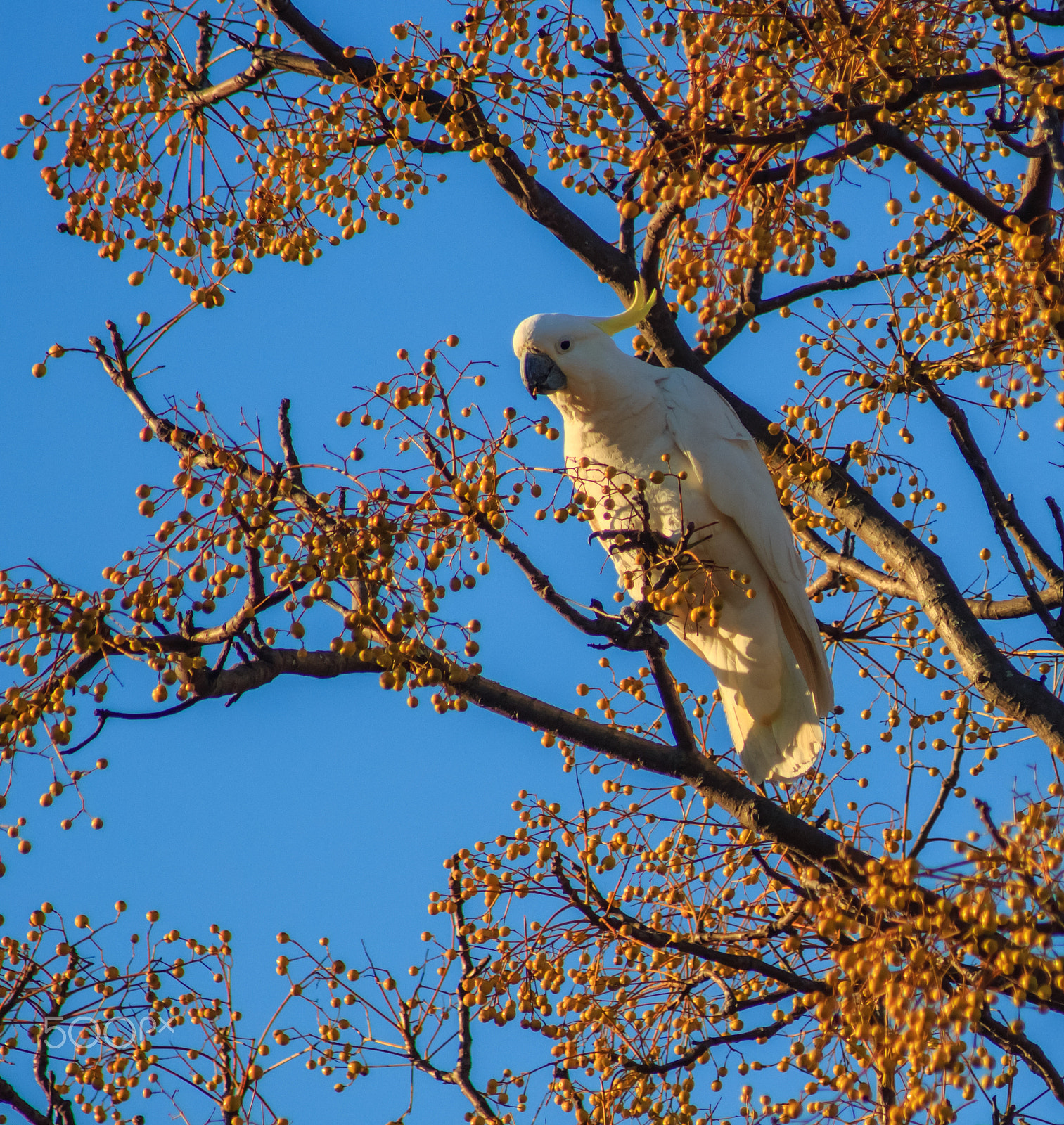 Canon EF 55-200mm F4.5-5.6 II USM sample photo. Cockatoo photography