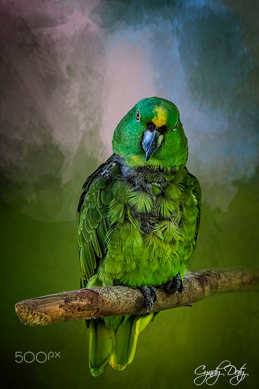 Canon EF-S 55-250mm F4-5.6 IS sample photo. The green parrot photography