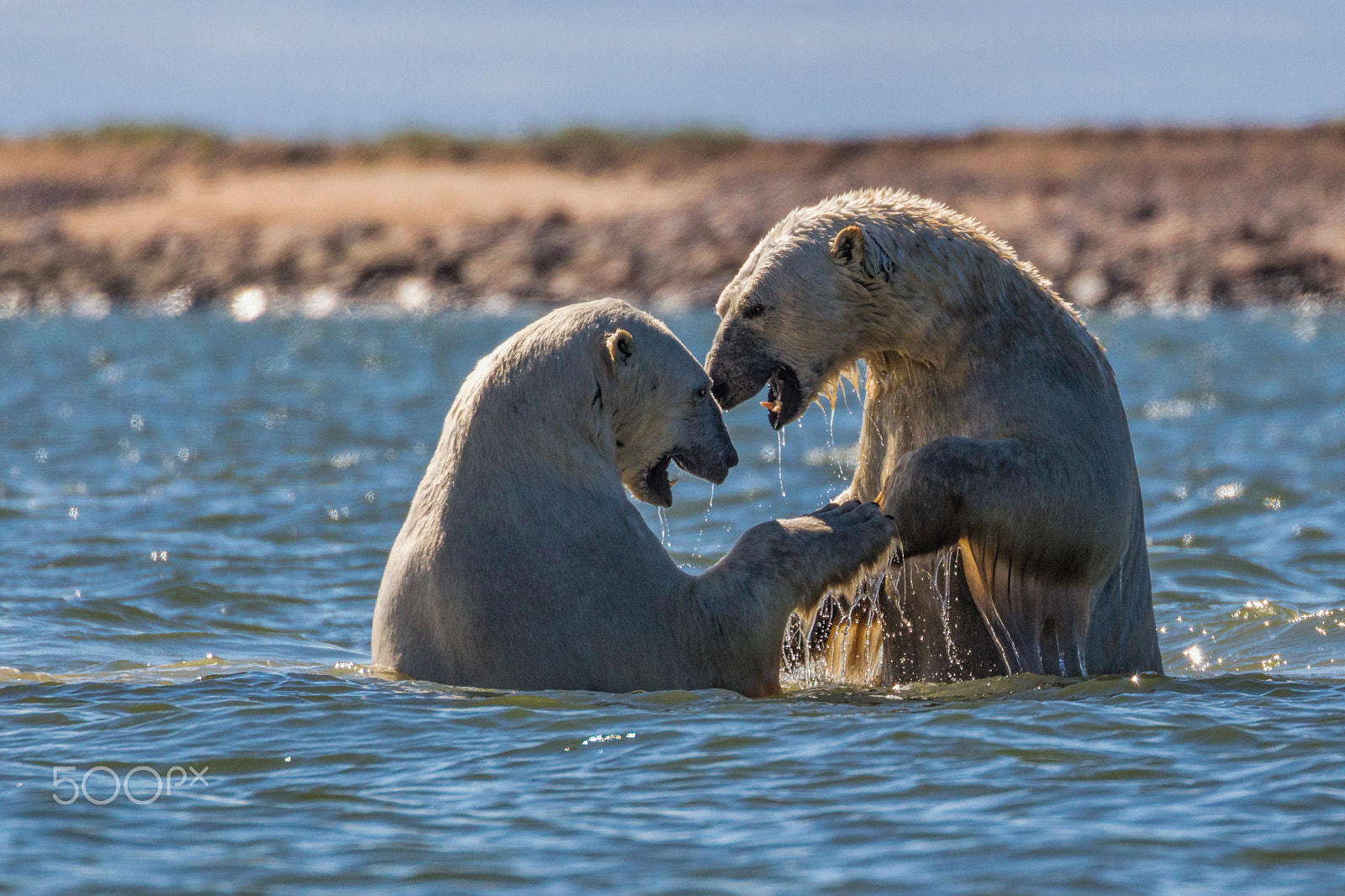 Canon EOS-1D Mark IV sample photo. Bears at play photography