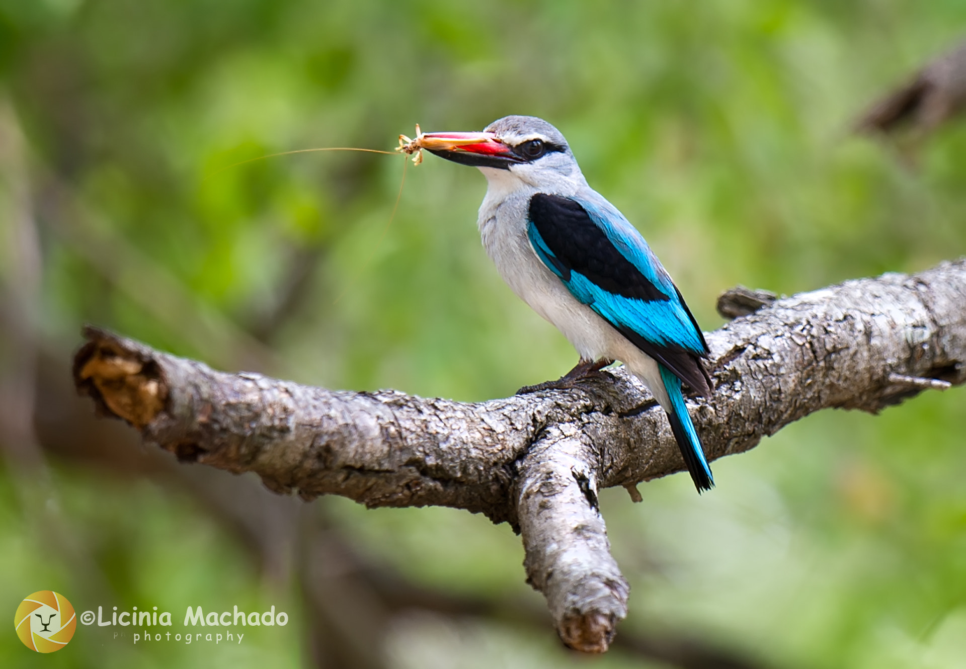 Nikon D3S + Nikon AF-S Nikkor 500mm F4G ED VR sample photo. Woodland kingfisher photography