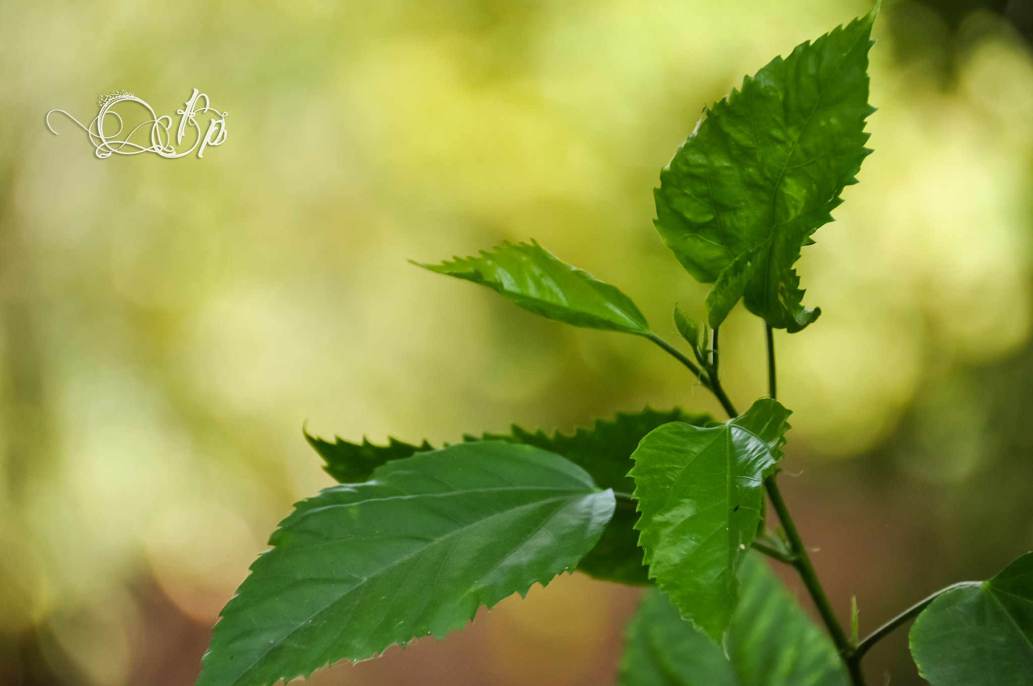Nikon D5000 sample photo. Go green photography