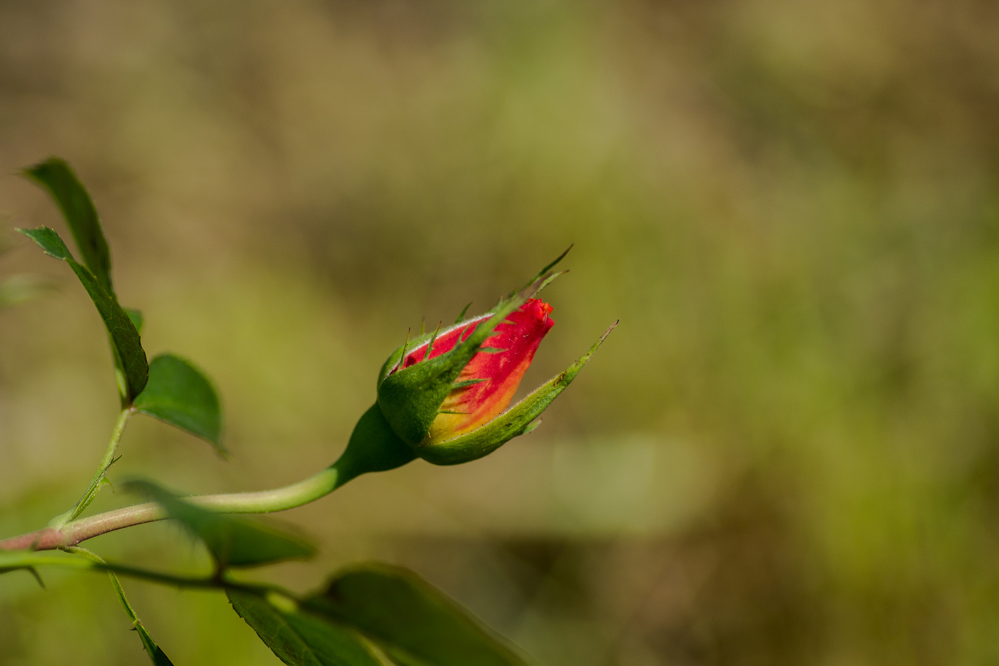 Canon EOS 700D (EOS Rebel T5i / EOS Kiss X7i) + Tamron SP AF 90mm F2.8 Di Macro sample photo. Rose photography