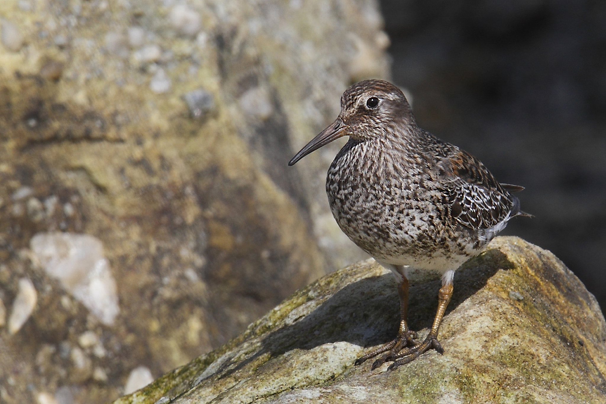 Canon EF 300mm F2.8L IS USM sample photo. Purple sandpiper (calidris maritima) photography