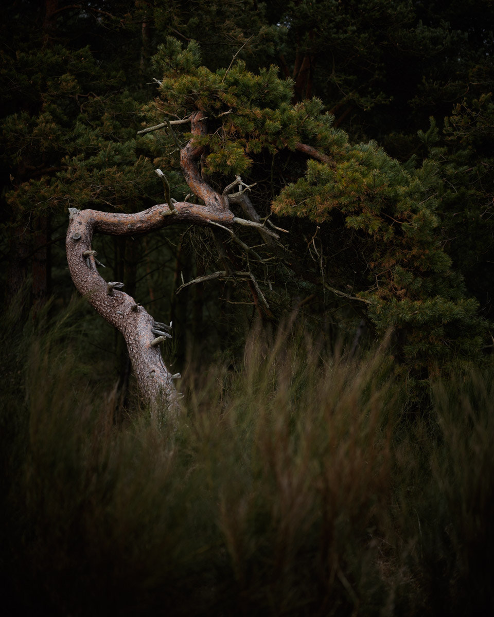 ZEISS Apo Sonnar T* 135mm F2 sample photo. Pine i photography