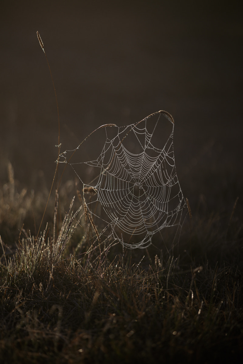 Canon EOS 5DS R + ZEISS Apo Sonnar T* 135mm F2 sample photo. Norra Öland v photography