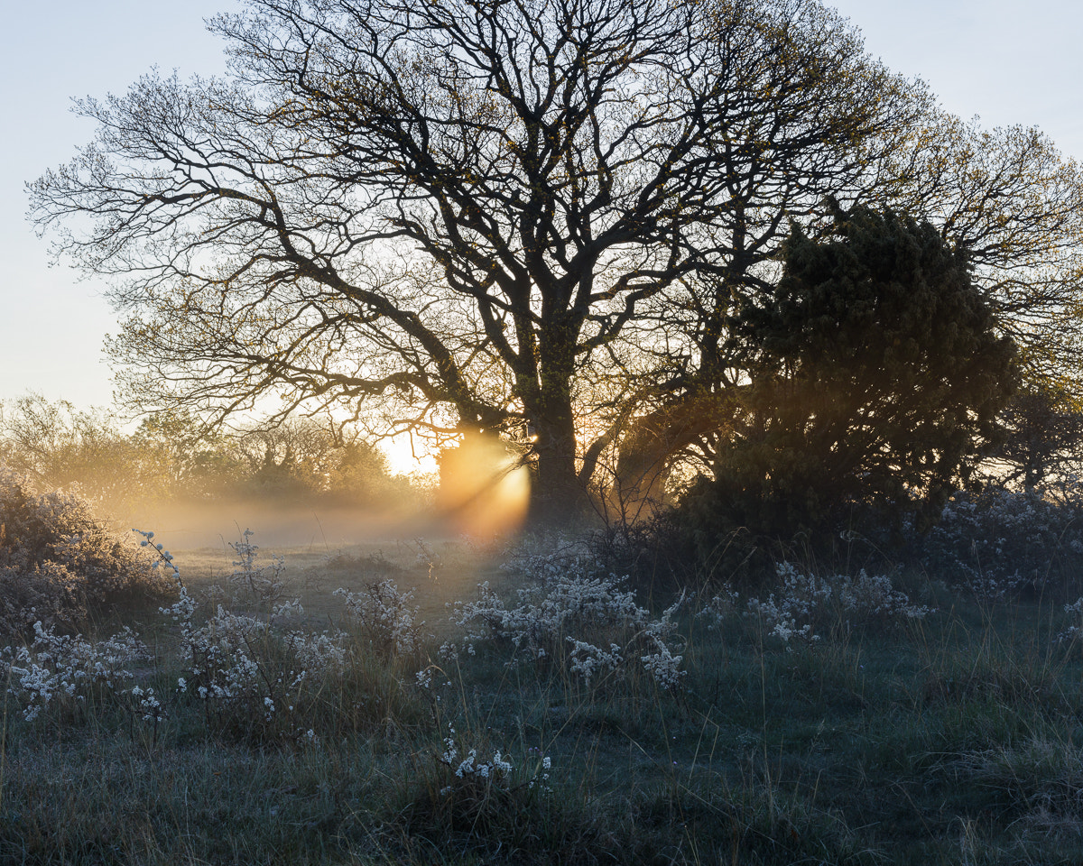 ZEISS Otus 55mm F1.4 sample photo. Norra Öland xi photography