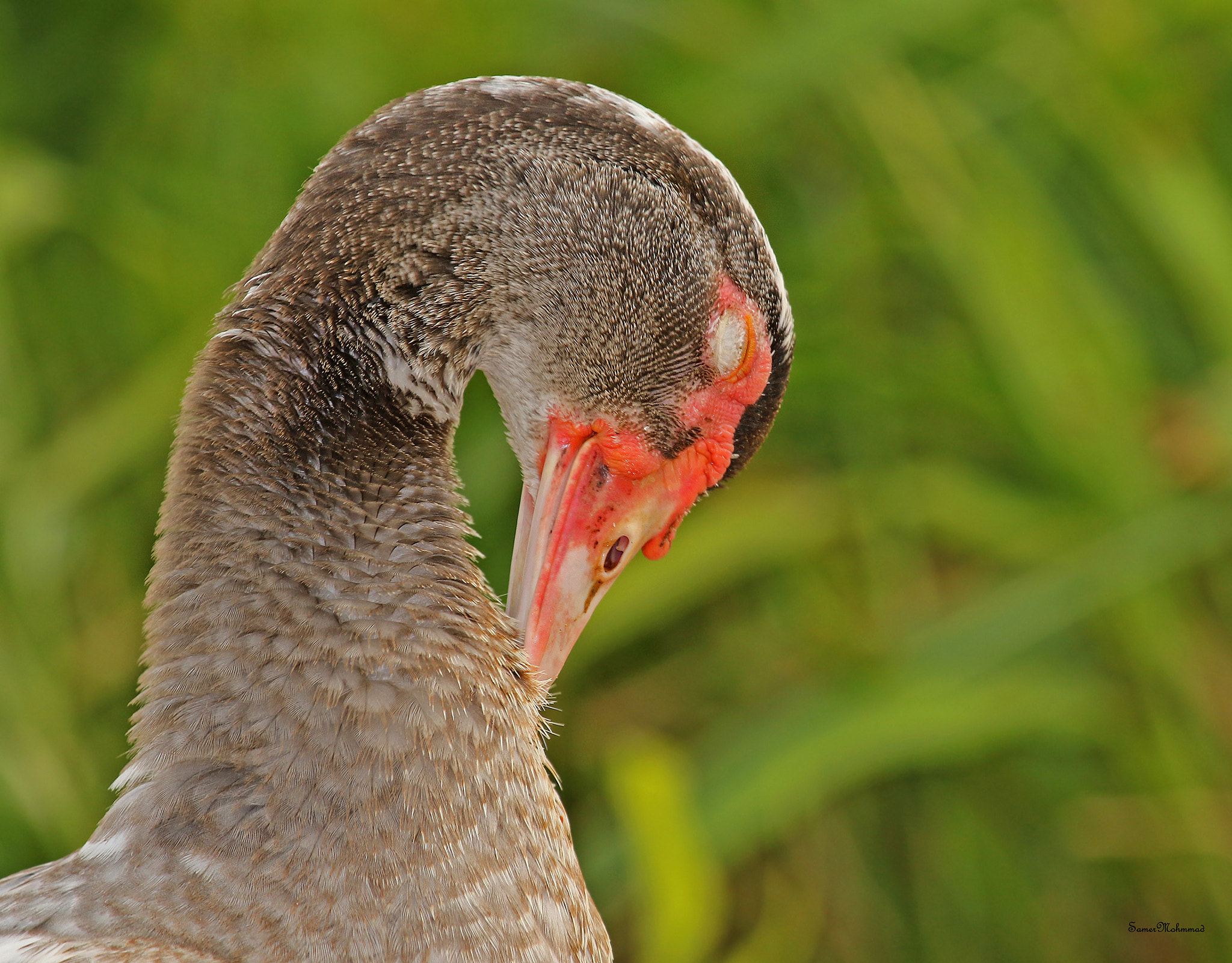 Canon EF 100-400mm F4.5-5.6L IS USM sample photo