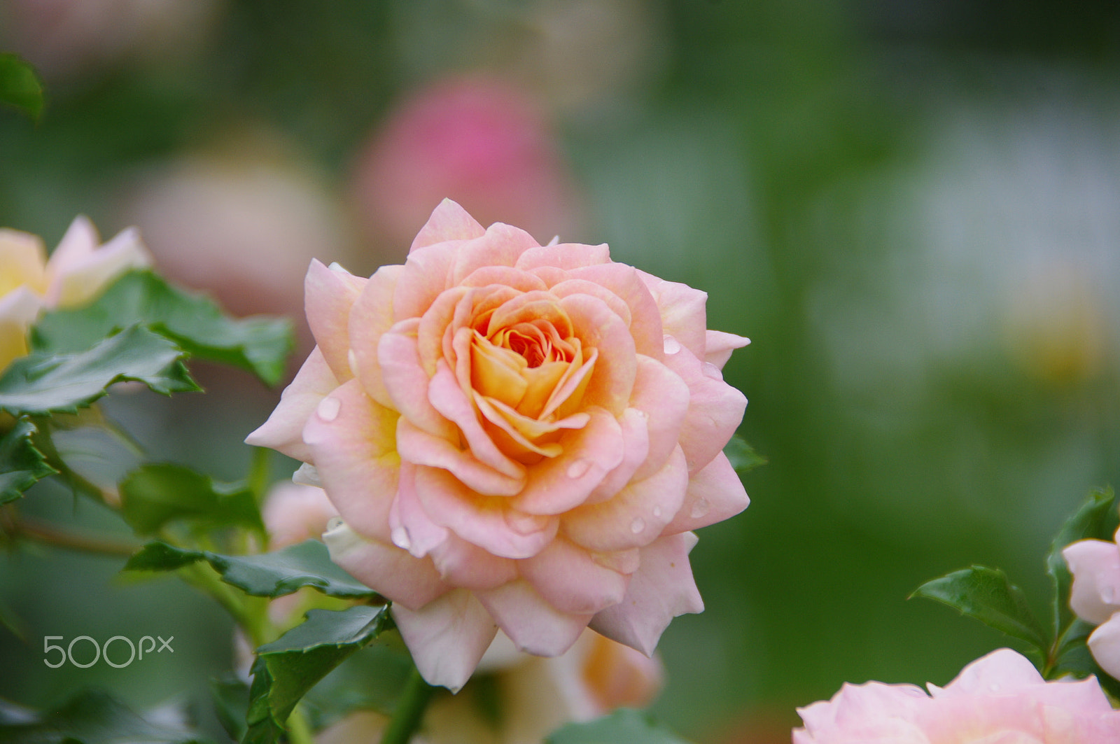 Pentax K-x sample photo. Rose - 1 photography