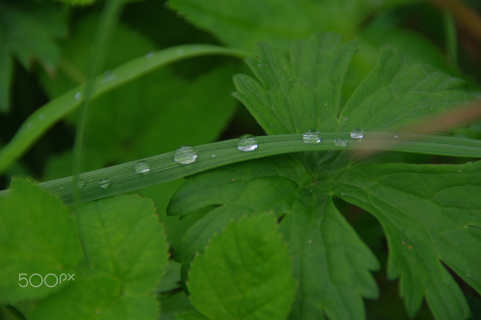 Pentax K-x sample photo. Morning dew photography
