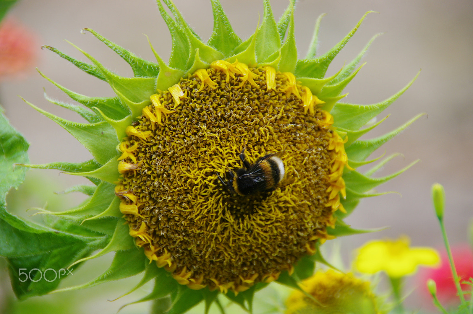 Pentax K-x sample photo. Sunflower photography