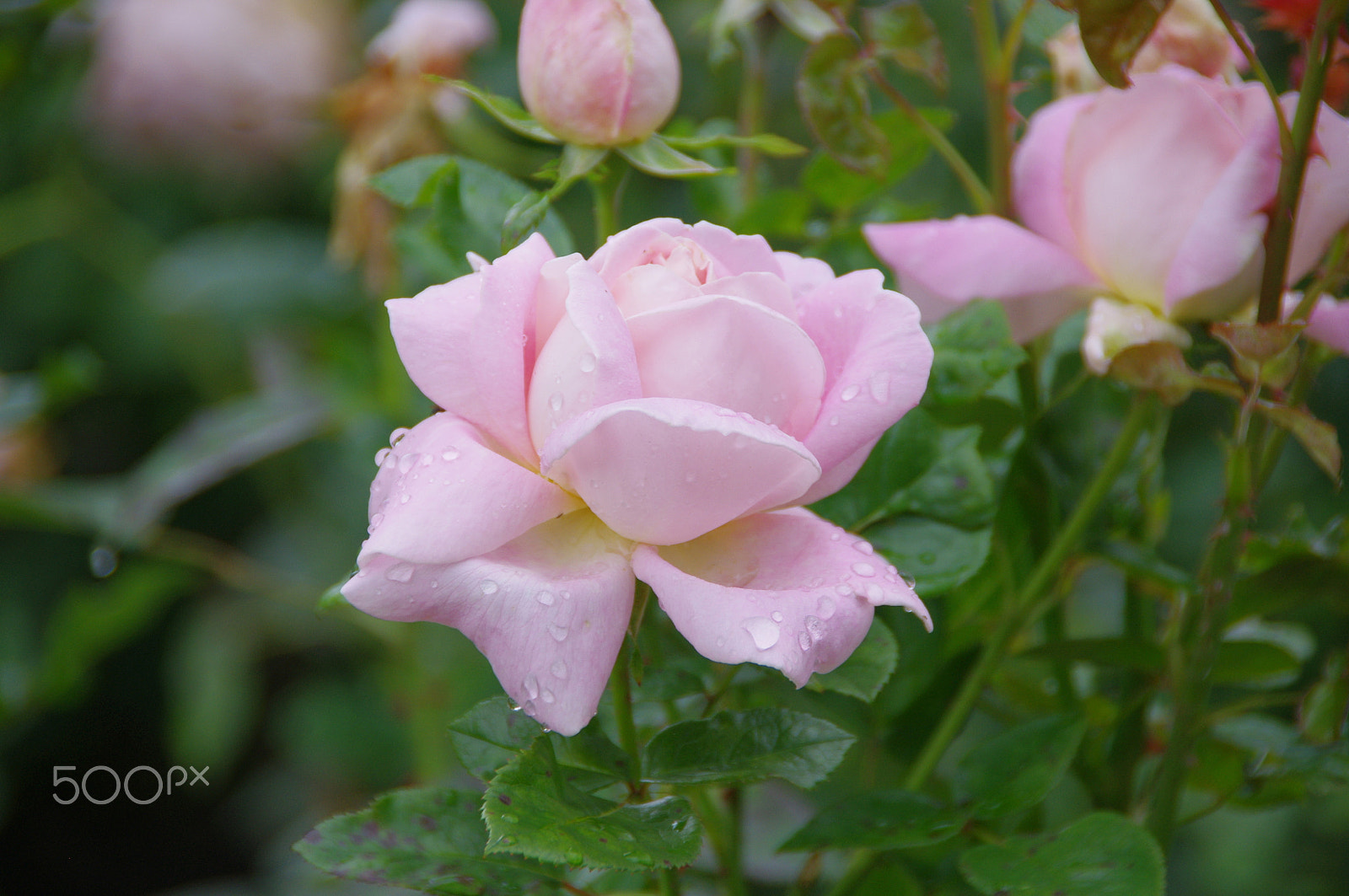 Pentax K-x sample photo. Rose - 2 photography