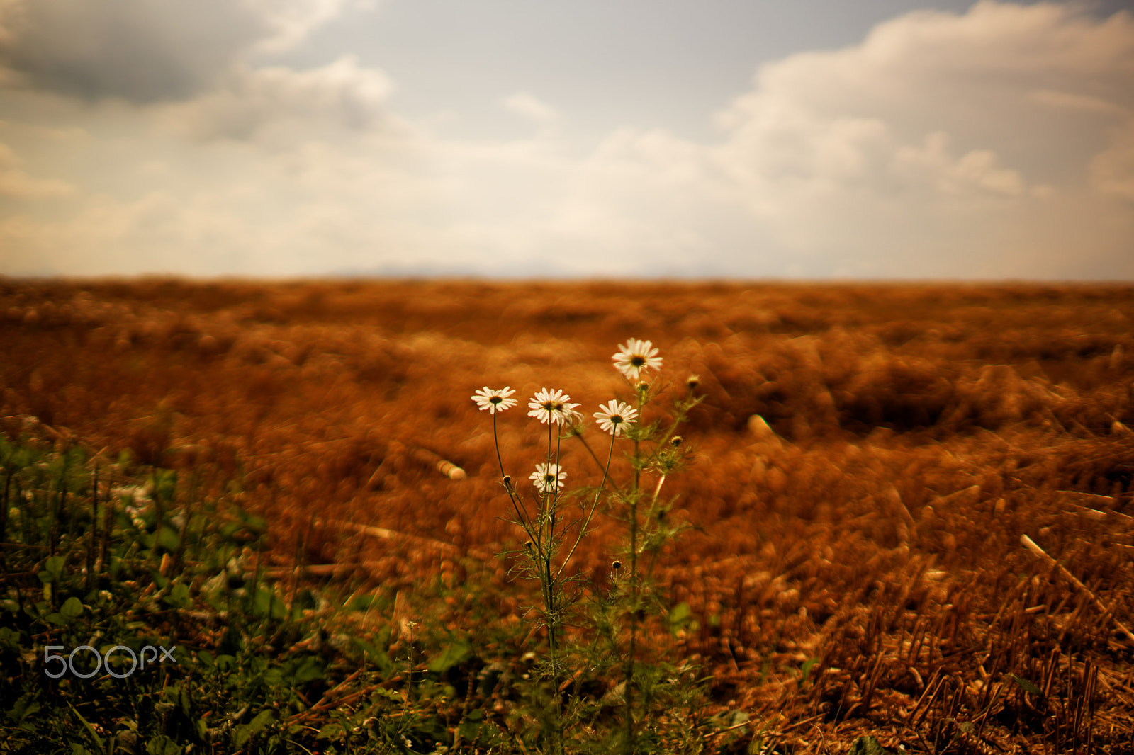 Sony a99 II + Sony 35mm F1.4 G sample photo. Flowers photography