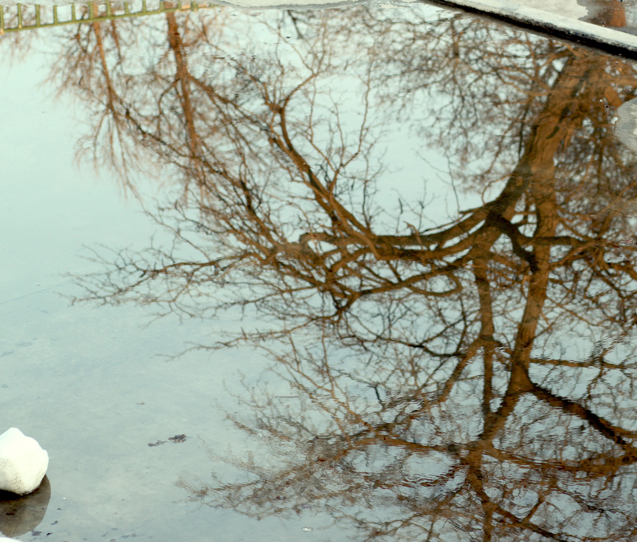 Canon EOS 500D (EOS Rebel T1i / EOS Kiss X3) + Canon EF 85mm F1.8 USM sample photo. Tree mirrored in a puddle photography
