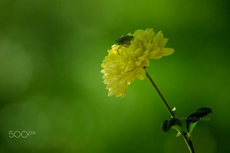 Minolta AF 70-210mm F4 Macro sample photo. The bug photography