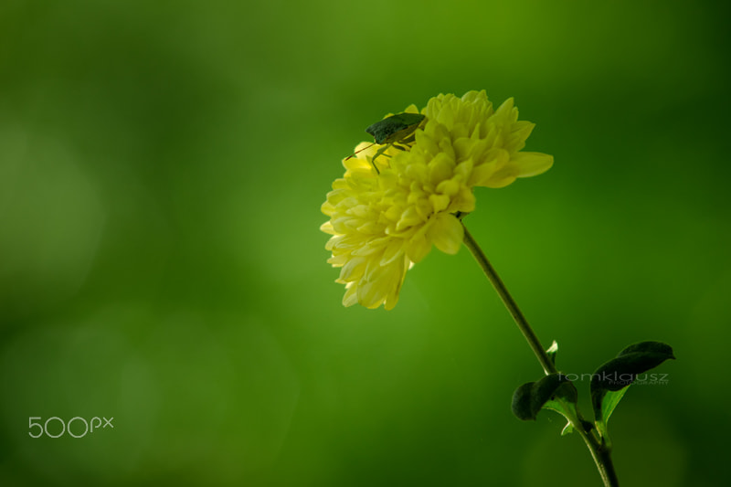 Sony a6000 + Minolta AF 70-210mm F4 Macro sample photo. The bug photography