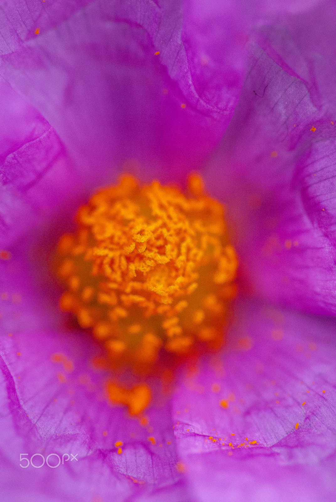 Nikon D200 sample photo. Flower center photography