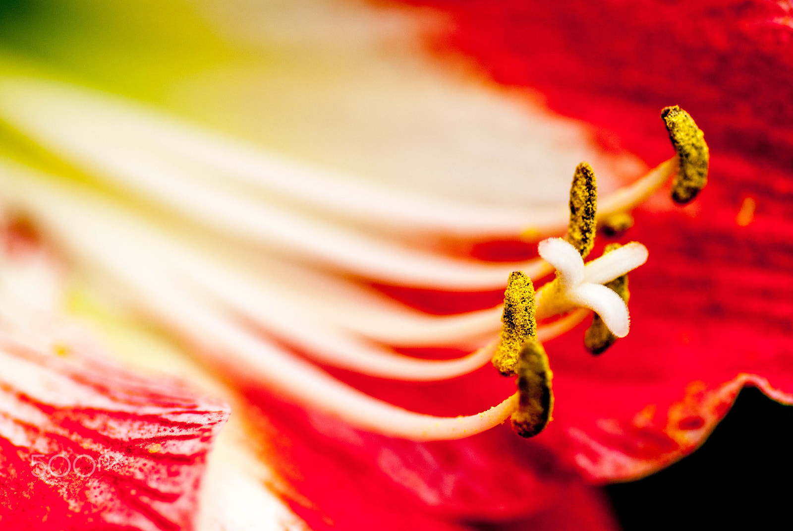 Nikon D200 sample photo. Stigma and anther photography