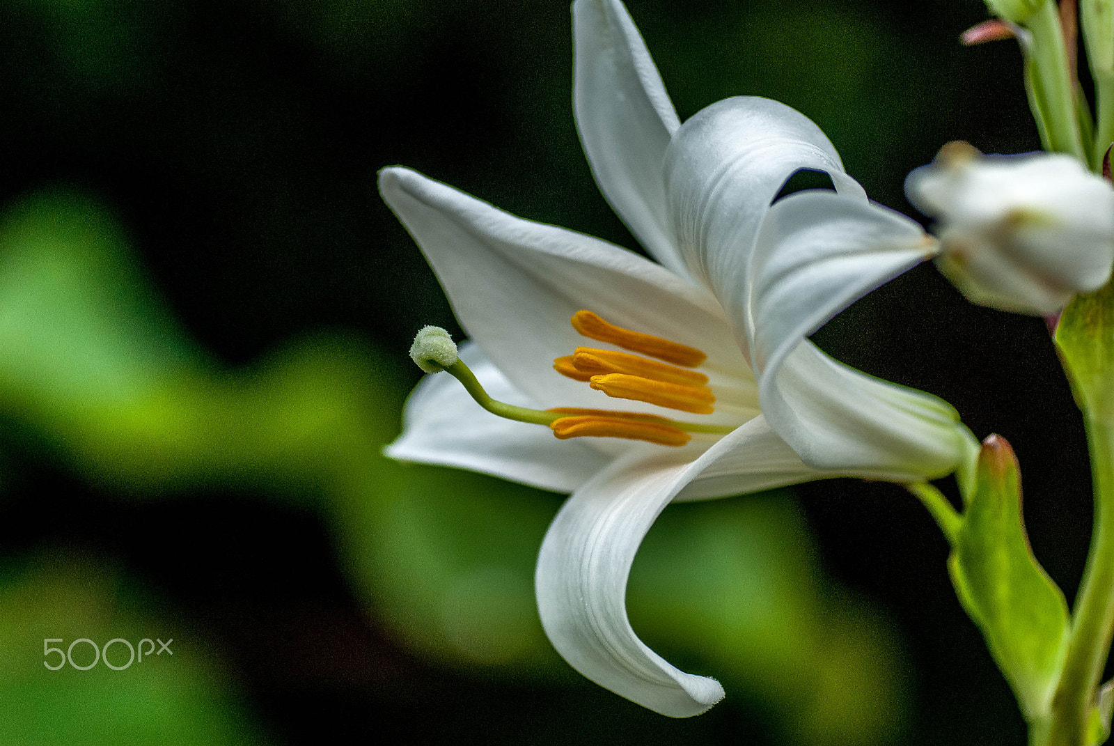 Nikon D200 sample photo. Lilly photography