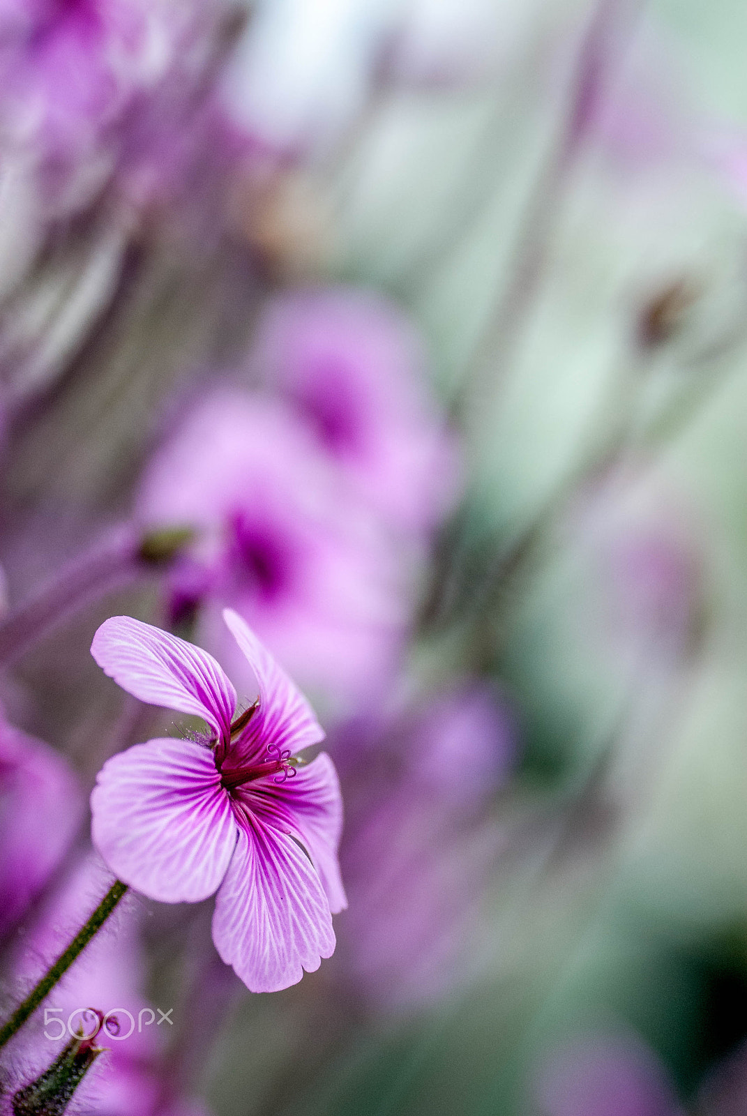 Nikon D200 sample photo. Pink flowers photography