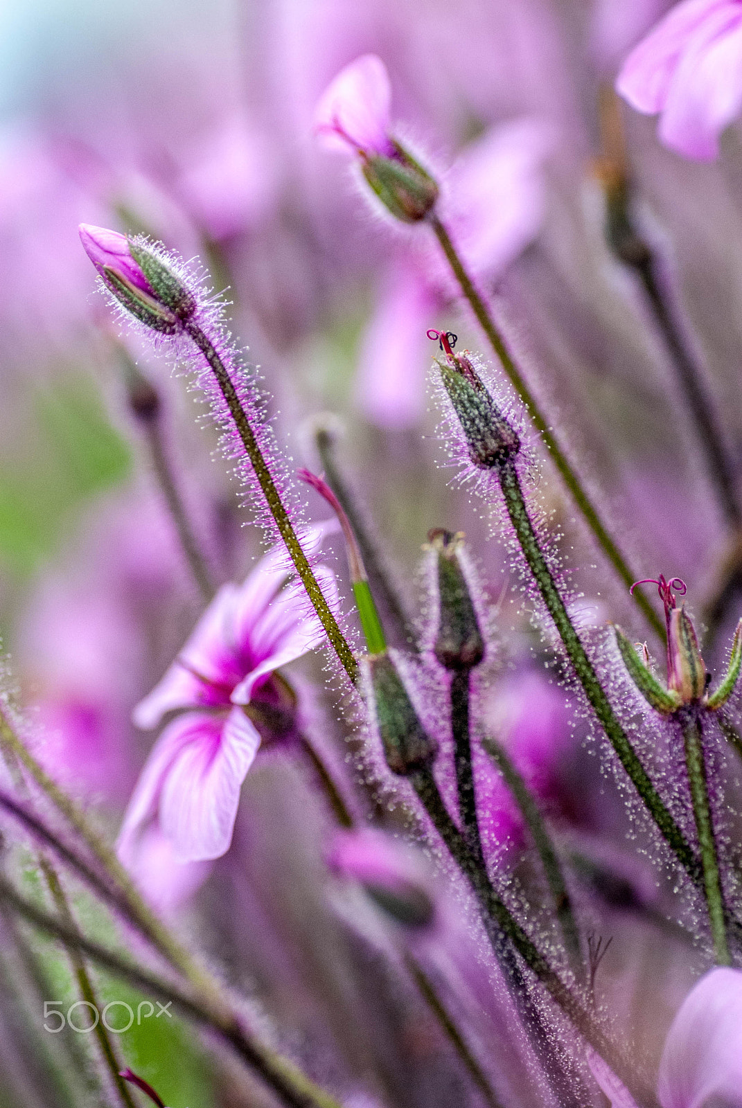 Nikon D200 sample photo. Purple hairs photography