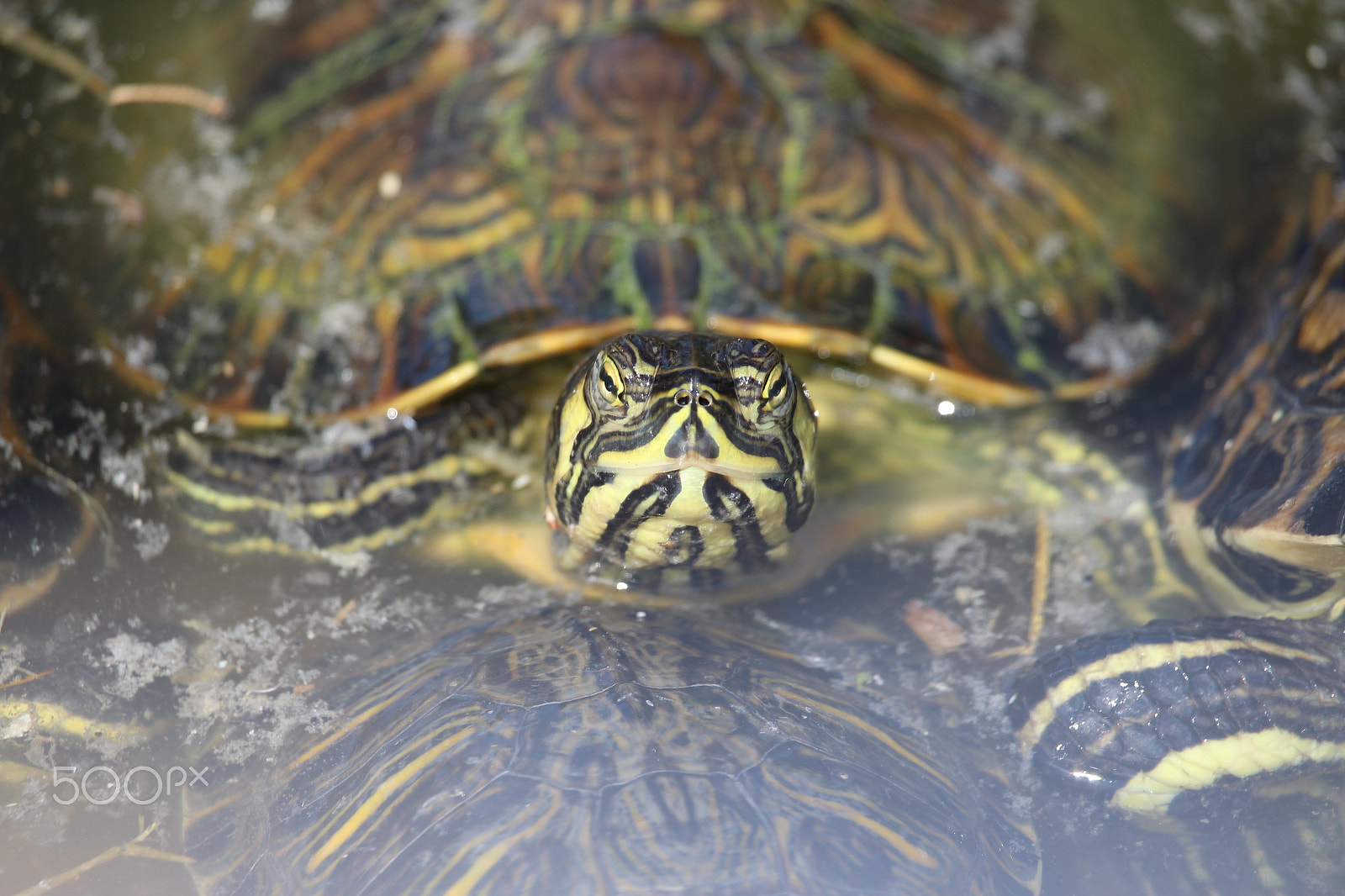 Canon EF-S 55-250mm F4-5.6 IS STM sample photo. Turtle photography