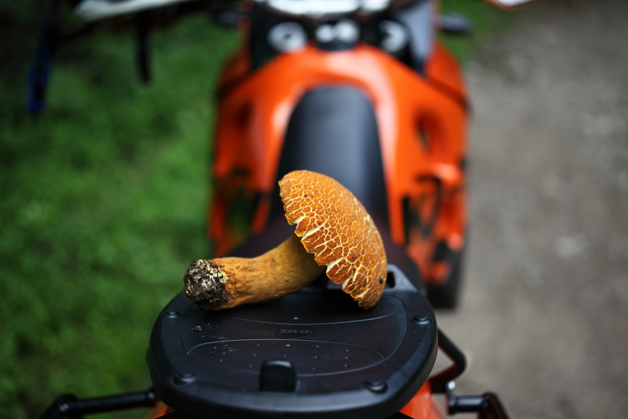 ZEISS Makro-Planar T* 50mm F2 sample photo. 赤山鳥 （leccinum extremiorientale） photography