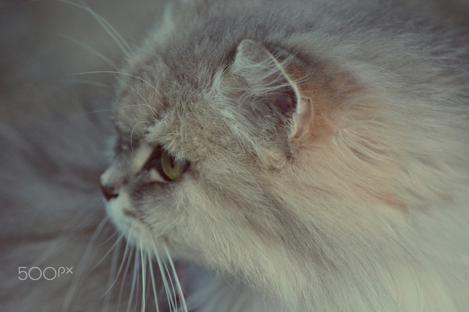 Nikon AF Nikkor 70-300mm F4-5.6G sample photo. Cat photography