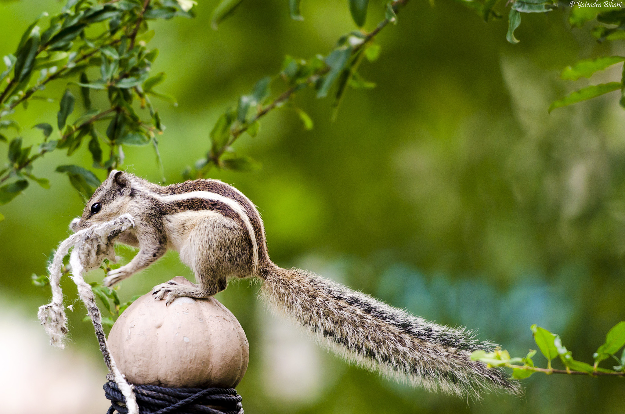 Nikon AF-S Nikkor 70-200mm F2.8G ED VR II sample photo. The squirrel thief photography