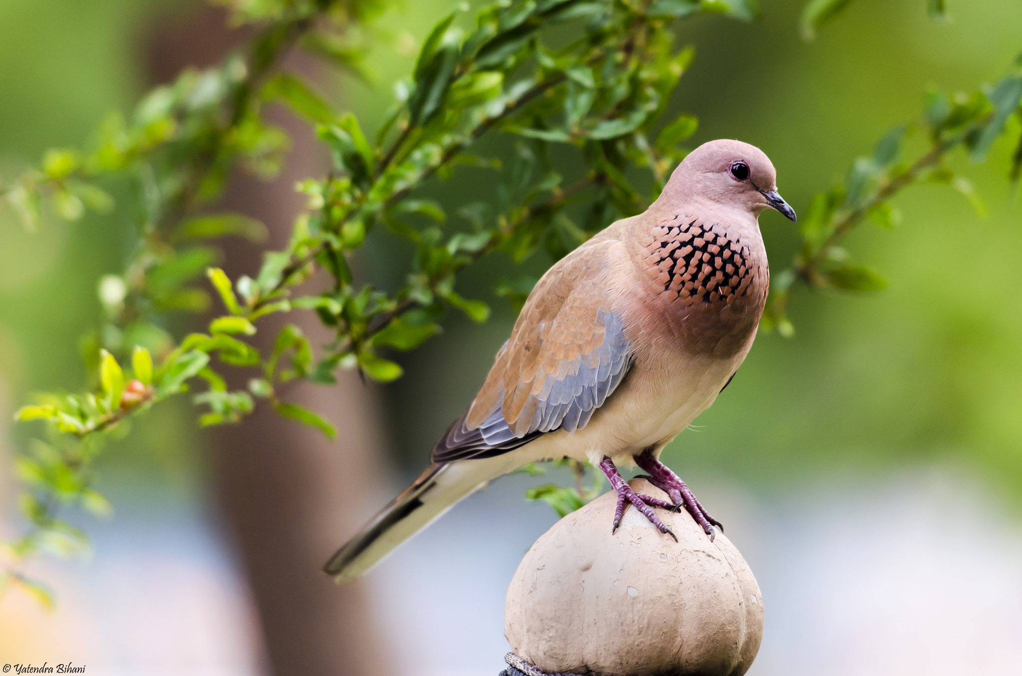 Nikon AF-S Nikkor 70-200mm F2.8G ED VR II sample photo. Laughing dove in my garden photography