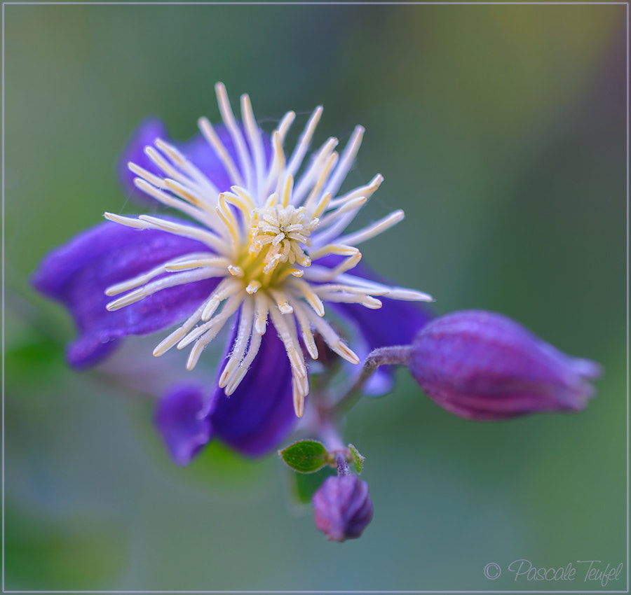 Sigma 150mm F2.8 EX DG Macro HSM sample photo. A classic version - for my friend charles char. photography