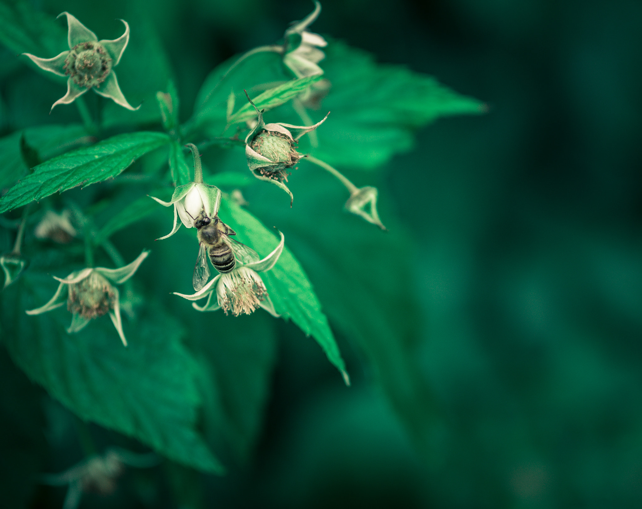 Olympus OM-D E-M10 + Sigma 60mm F2.8 DN Art sample photo. Living in the green world :) photography