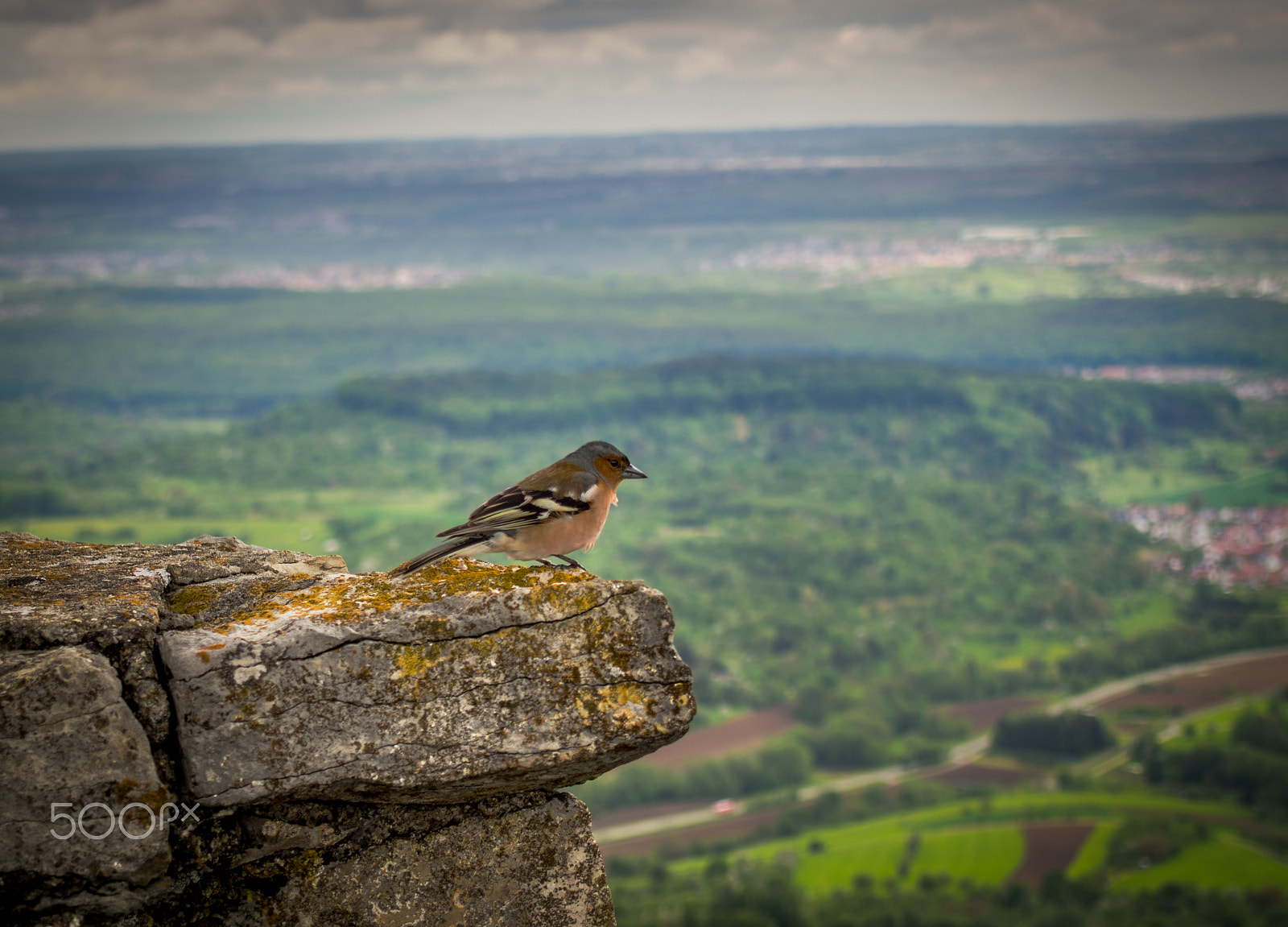 Olympus PEN E-P5 sample photo. Lovely bird at burg hohen neuffen, germany photography