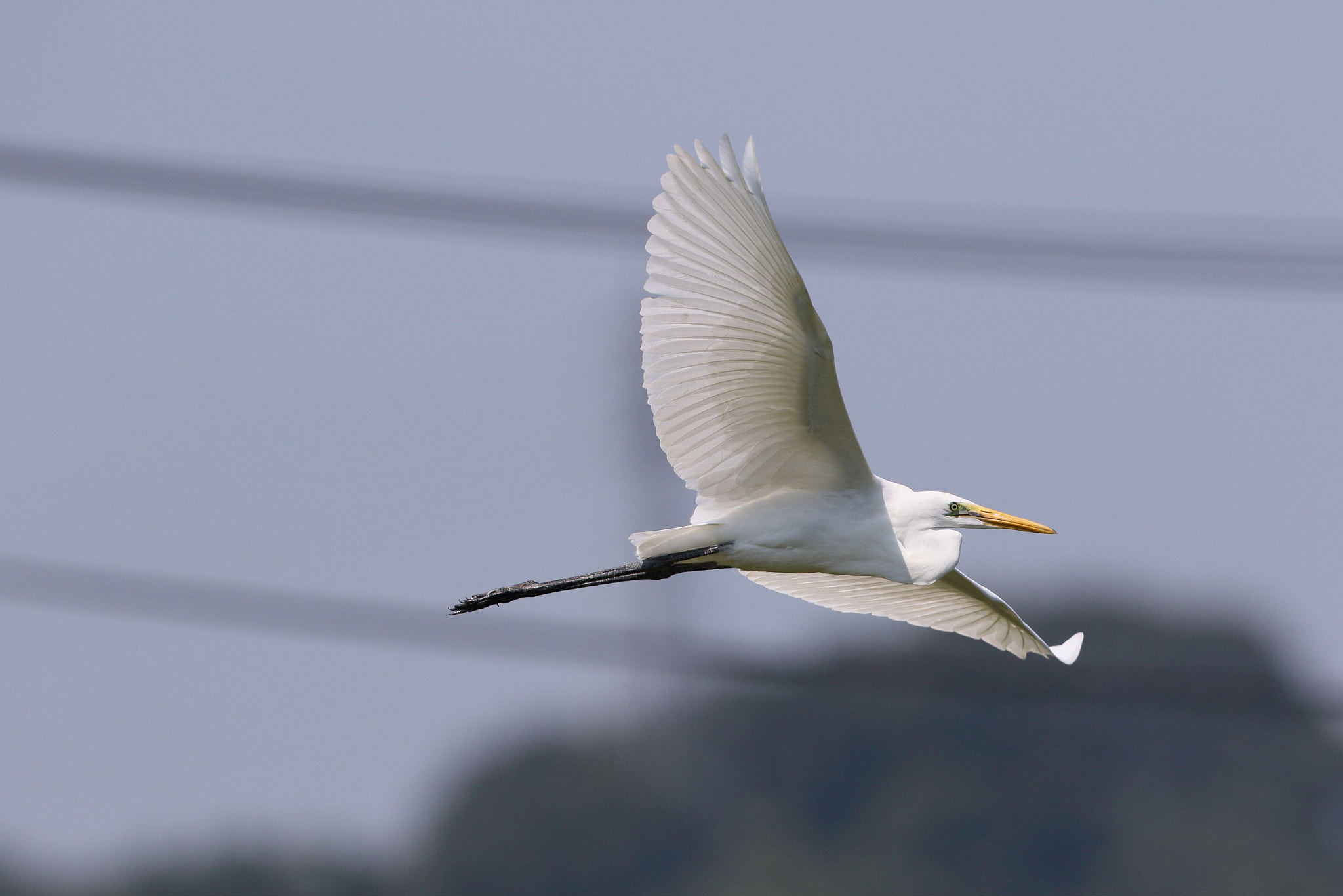 Canon EF 600mm F4L IS II USM sample photo. An egret photography