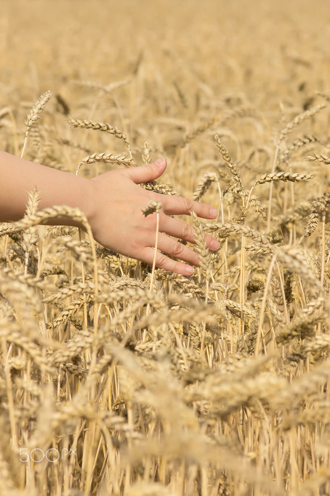 Canon EOS 700D (EOS Rebel T5i / EOS Kiss X7i) + Sigma 105mm F2.8 EX DG Macro sample photo. Ripe corn photography