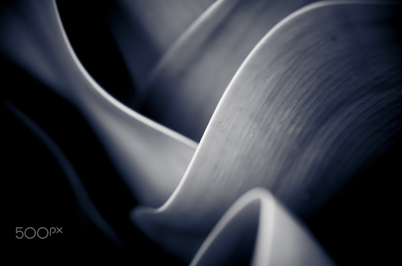 Sigma 50-150mm F2.8 EX APO DC OS HSM sample photo. Abstract photography