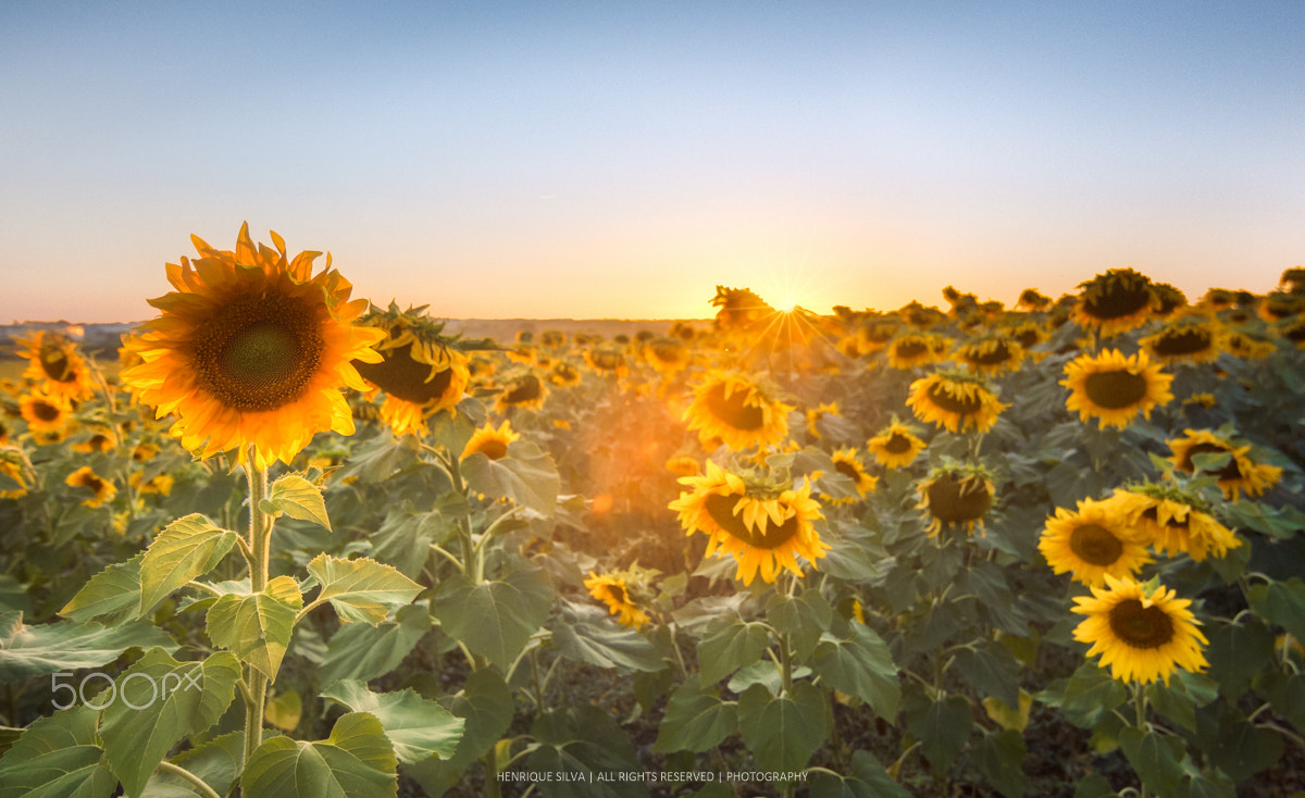 Tokina AT-X Pro 12-24mm F4 (IF) DX sample photo. Sunbeam on sunflowers field photography