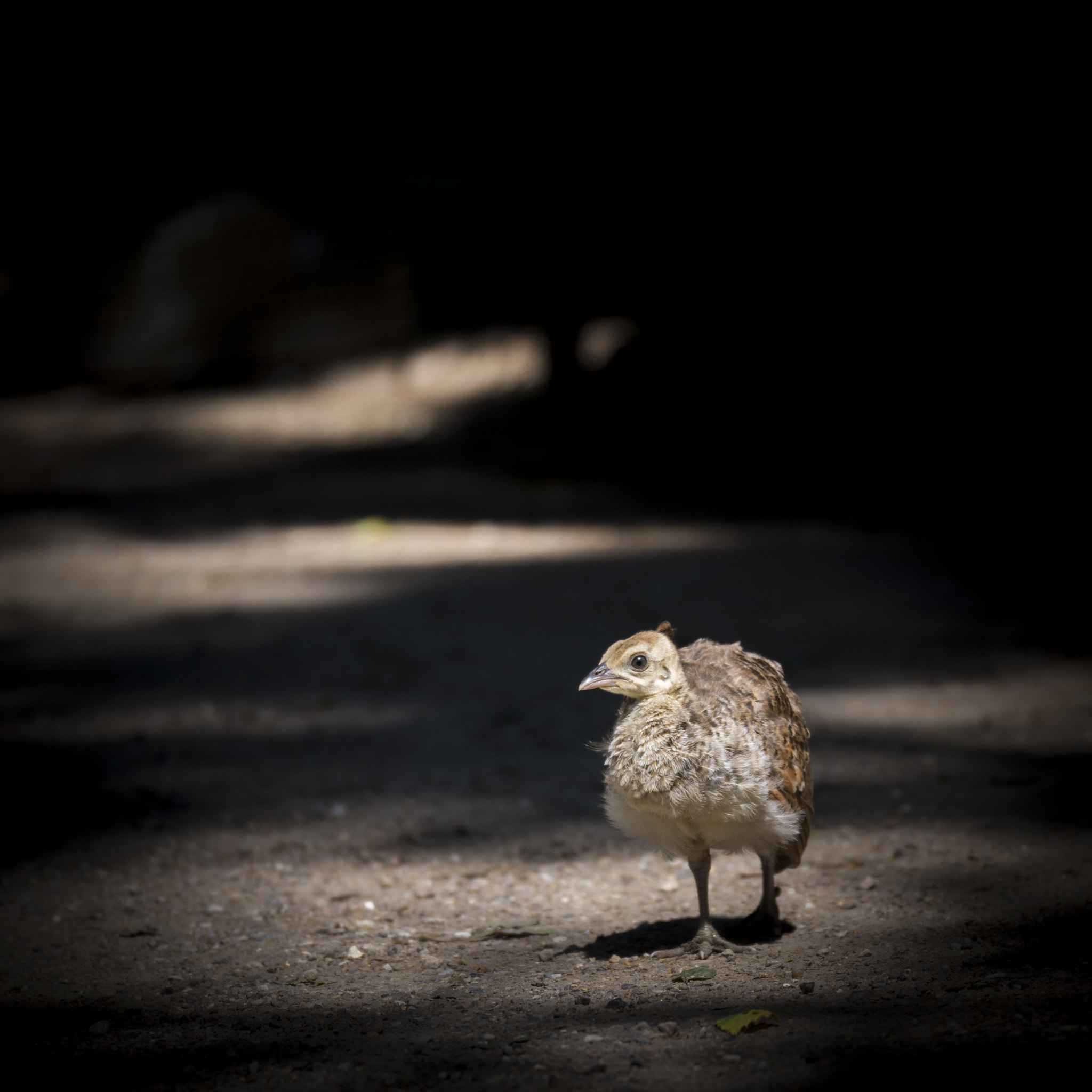 Panasonic Lumix DMC-GH3 sample photo. A peafowl baby photography